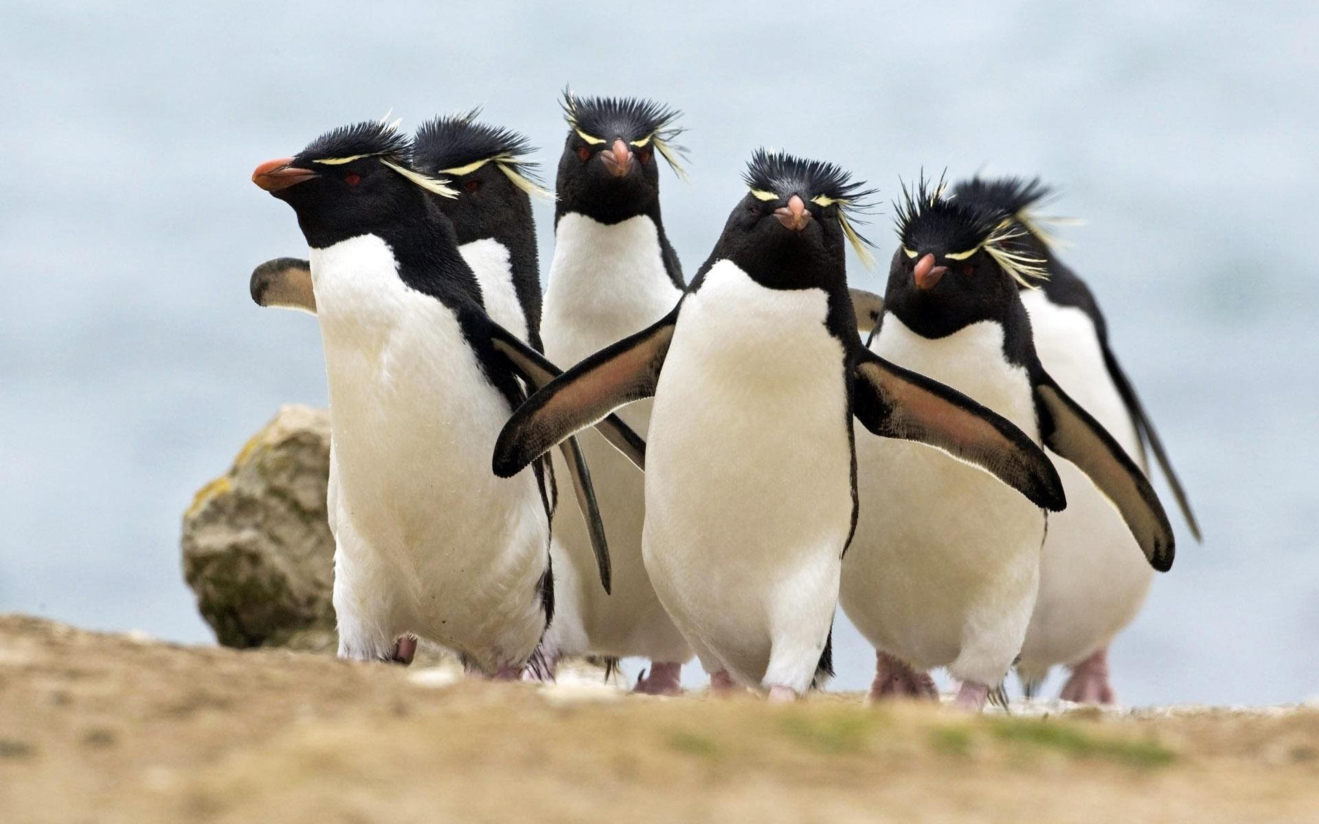 Penguin 3.0